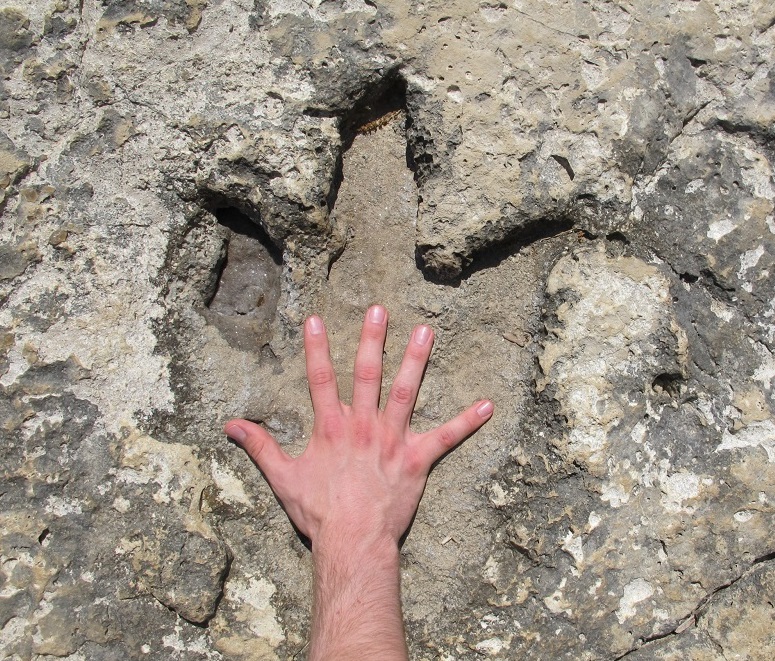 Odnosi veličine ruke u okamenjenom otisku troprstog dinosaurusa na Brijunima