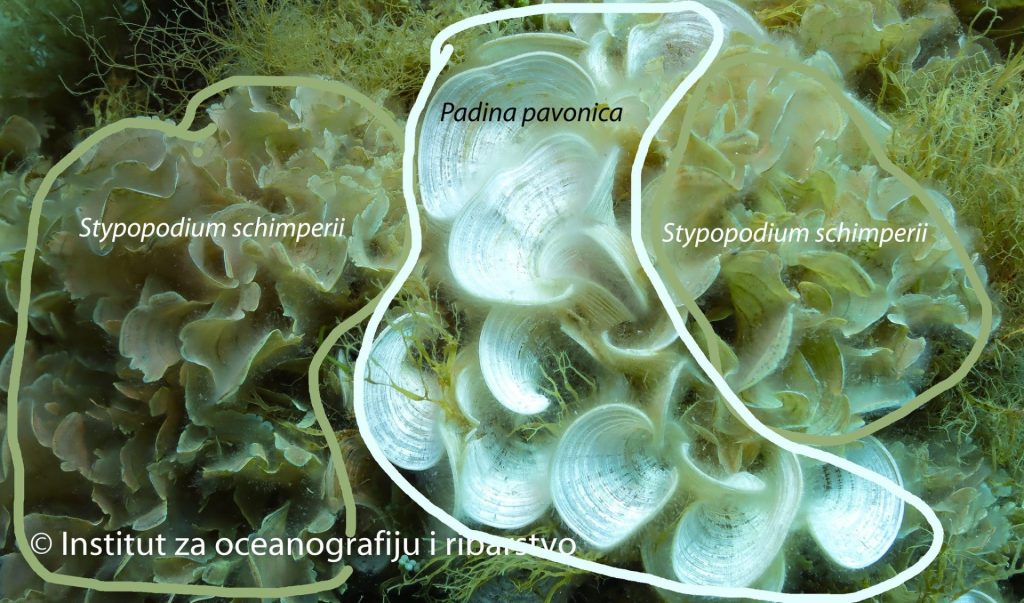 Razlika u bijelim područjima Stypopodizma i zavičajne padine