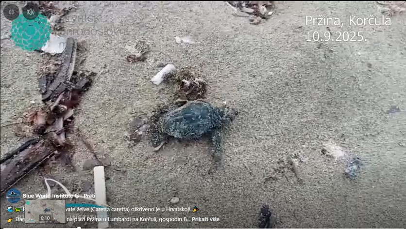 Tek izlegnuta mala glavata želva /Screenshot You Tube video