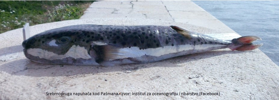 Napuhača snimljena na Pašmanu